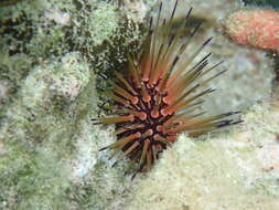 Image of reef urchin