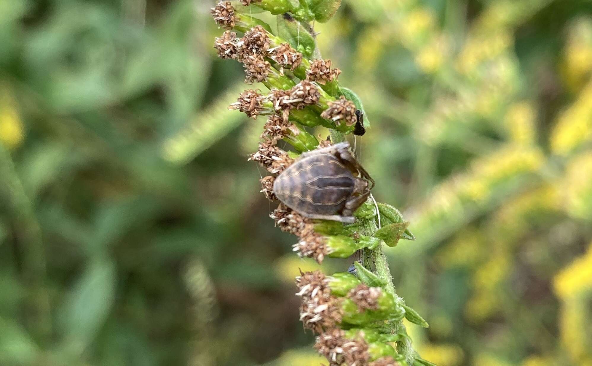 Imagem de Acacesia hamata (Hentz 1847)