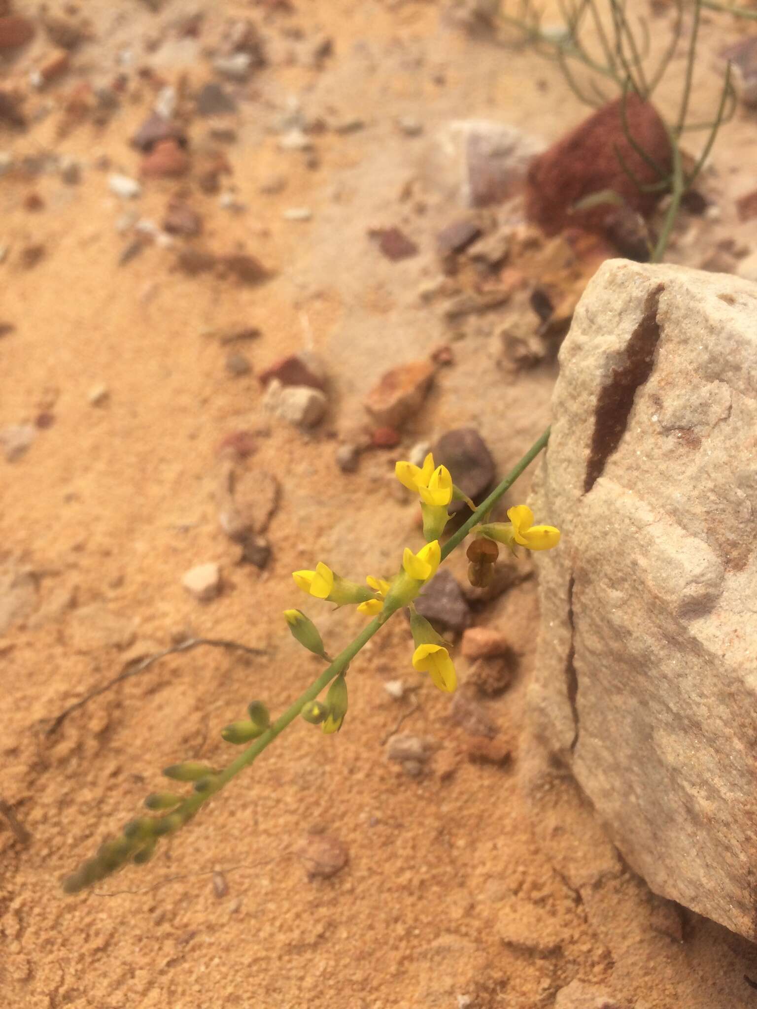 Image of Lebeckia contaminata (L.) Thunb.