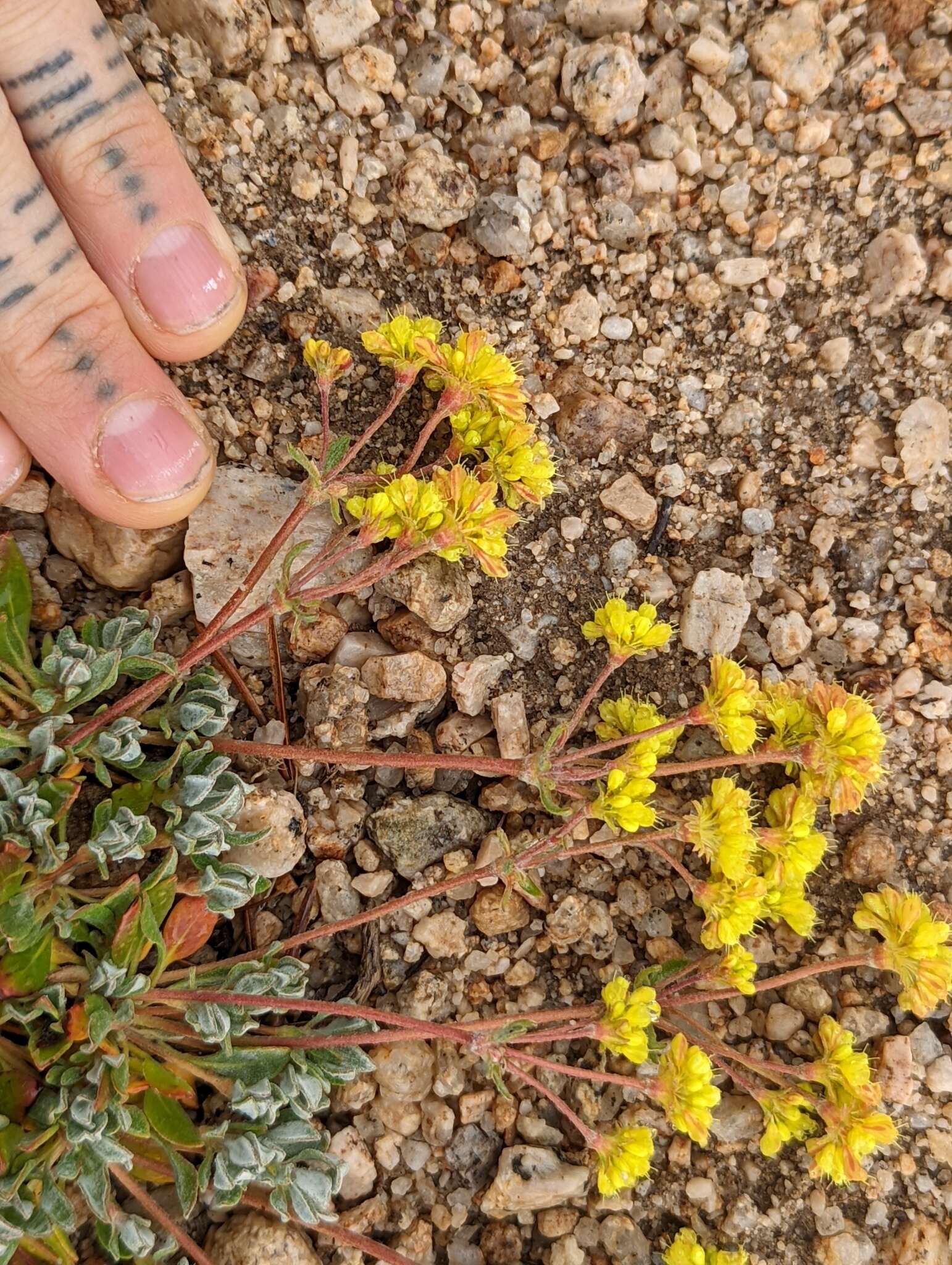 Image of sulphur-flower buckwheat