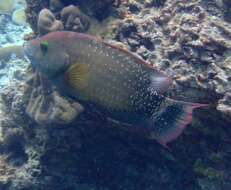 Image of Floral wrasse