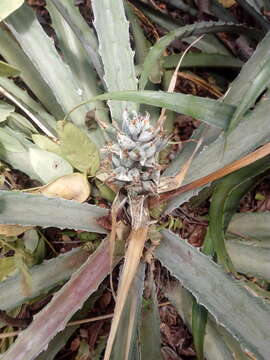 Plancia ëd Bromelia pinguin L.