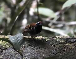 Image of Ferruginous-backed Antbird