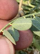 Astragalus canadensis var. brevidens (Gandog.) Barneby的圖片