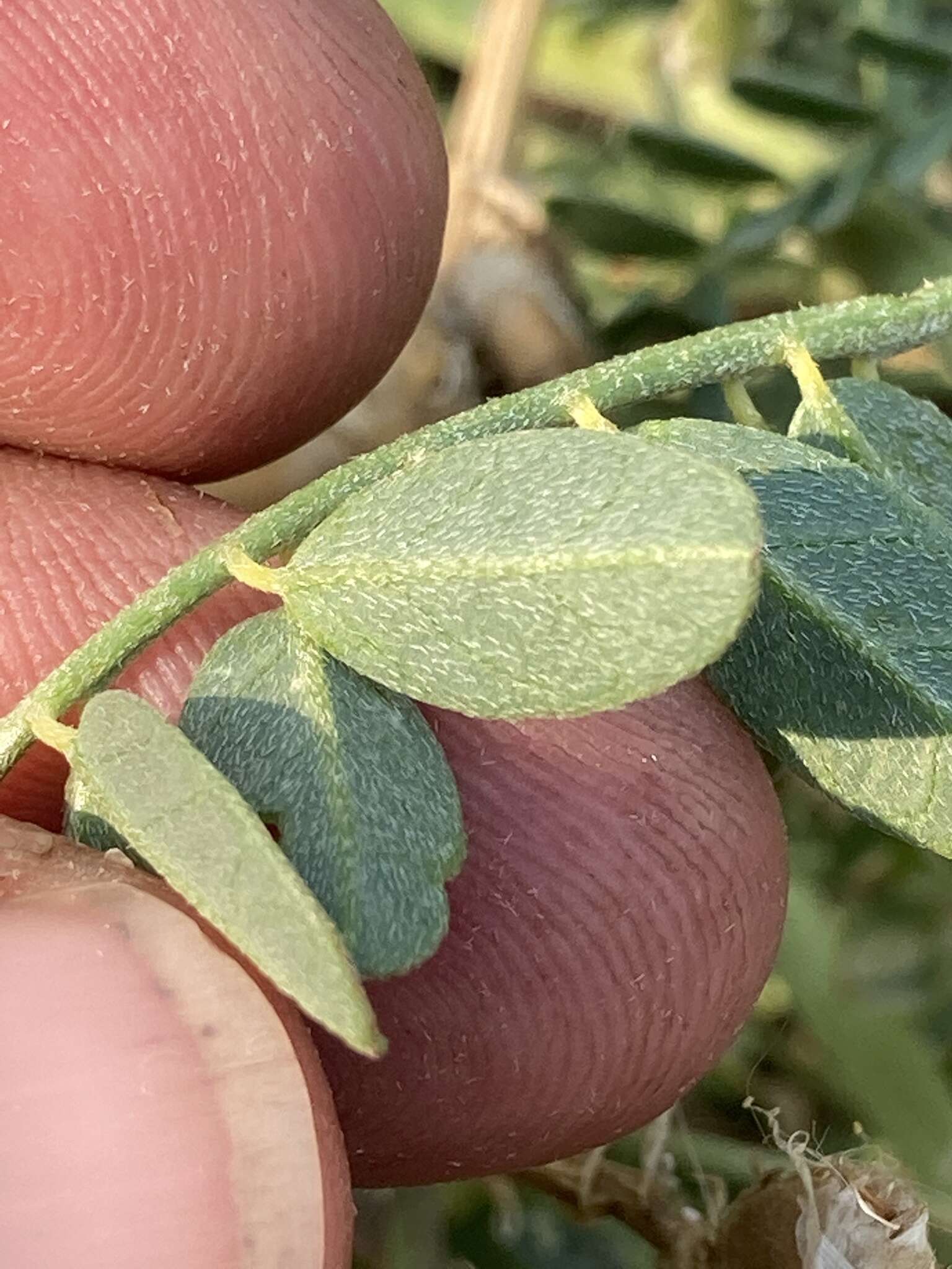 Astragalus canadensis var. brevidens (Gandog.) Barneby的圖片