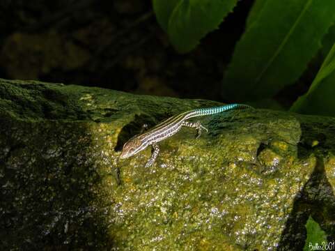 Image of Iberian Wall Lizard