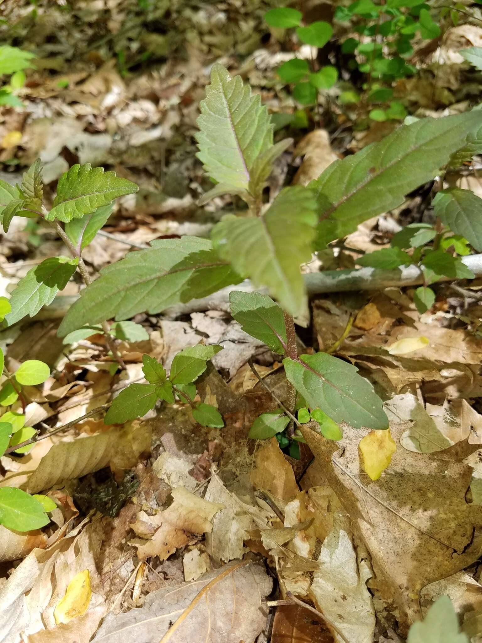 Image of Virginia water horehound