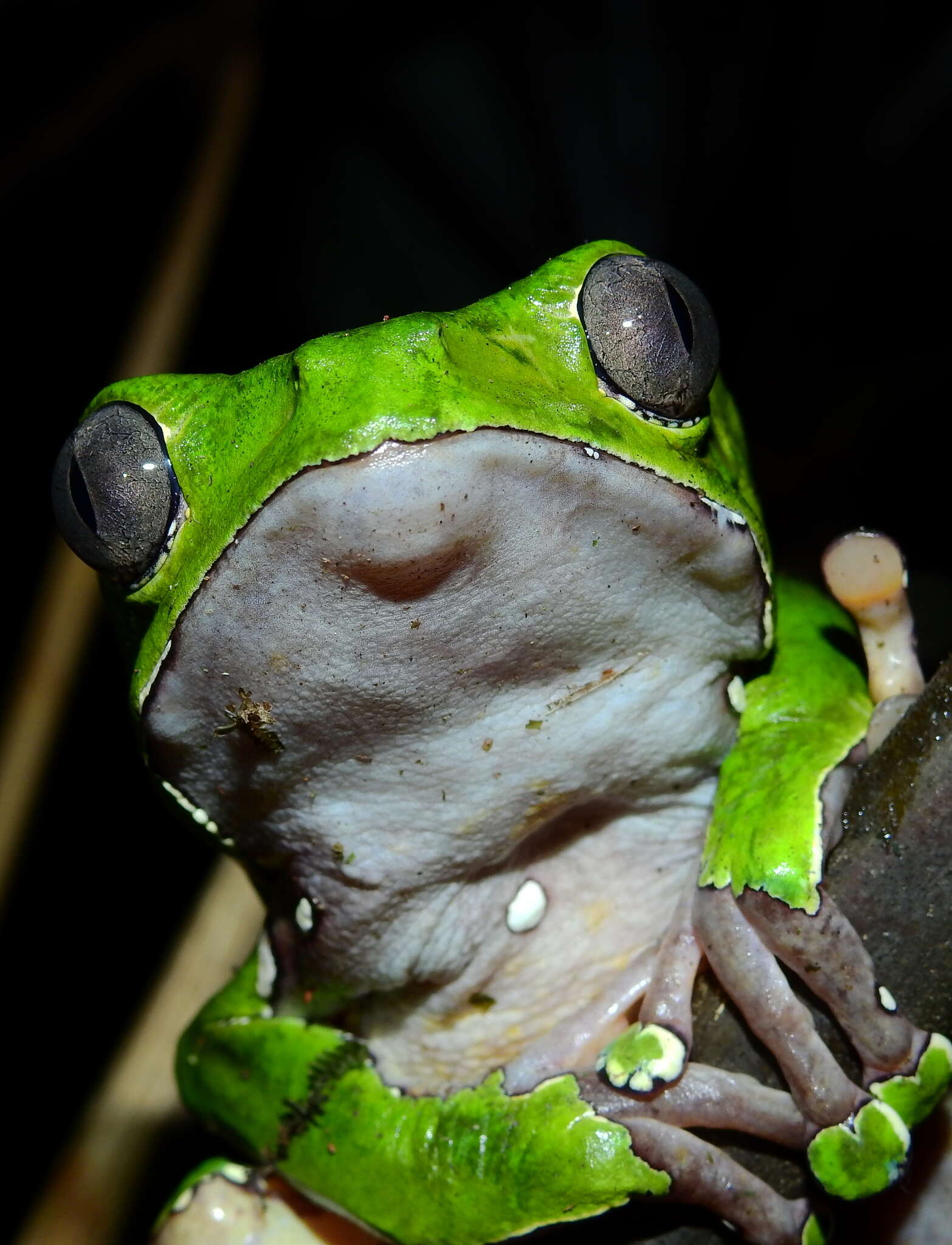 Image of Giant leaf frog