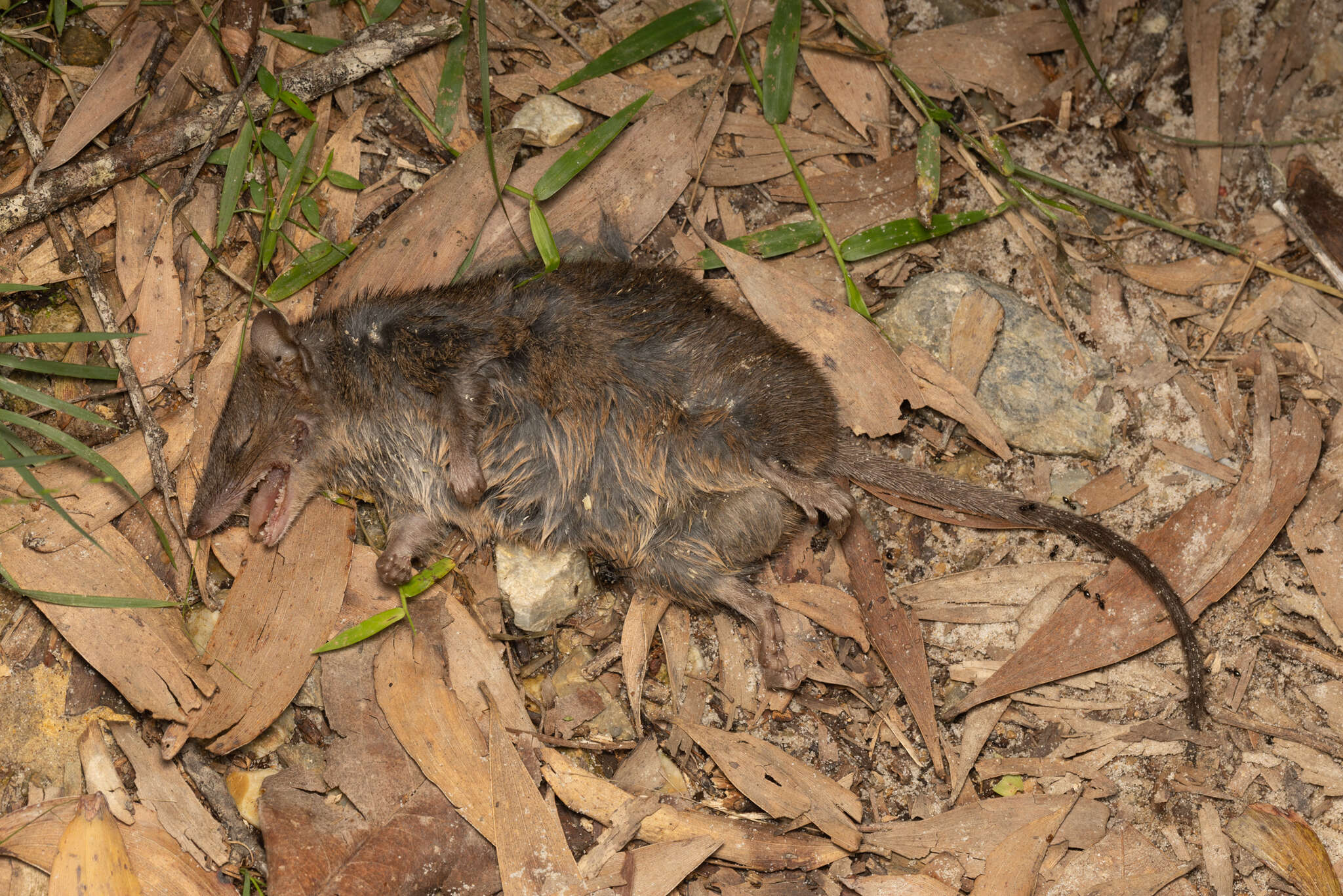 Image of Brown Antechinus