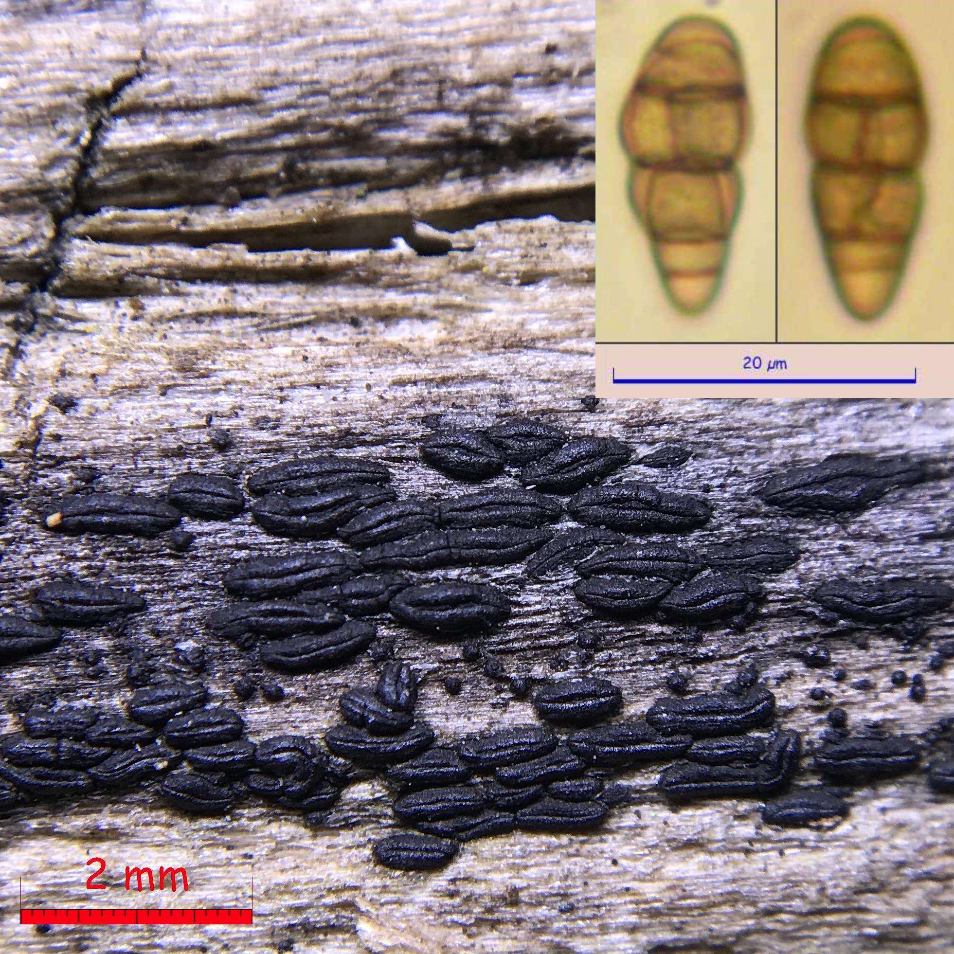 Image of Hysterobrevium mori (Schwein.) E. Boehm & C. L. Schoch 2010