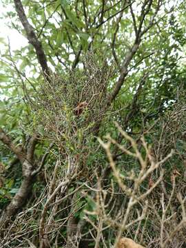 Image of Olearia solandri (Hook. fil.) Hook. fil.