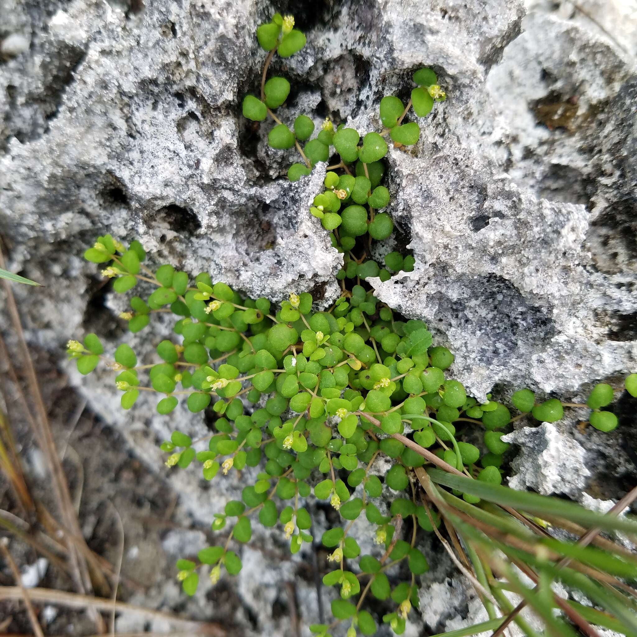 Image of Euphorbia deltoidea subsp. deltoidea