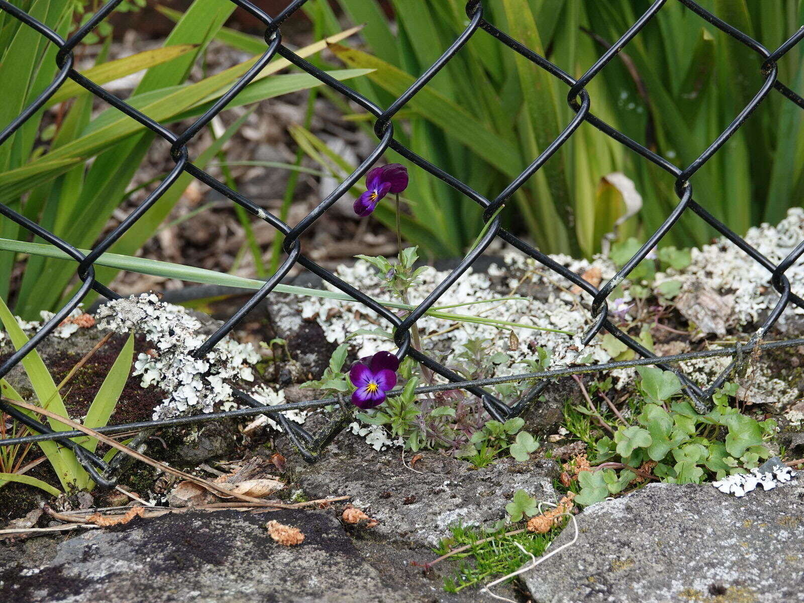 Image of hybrid violet