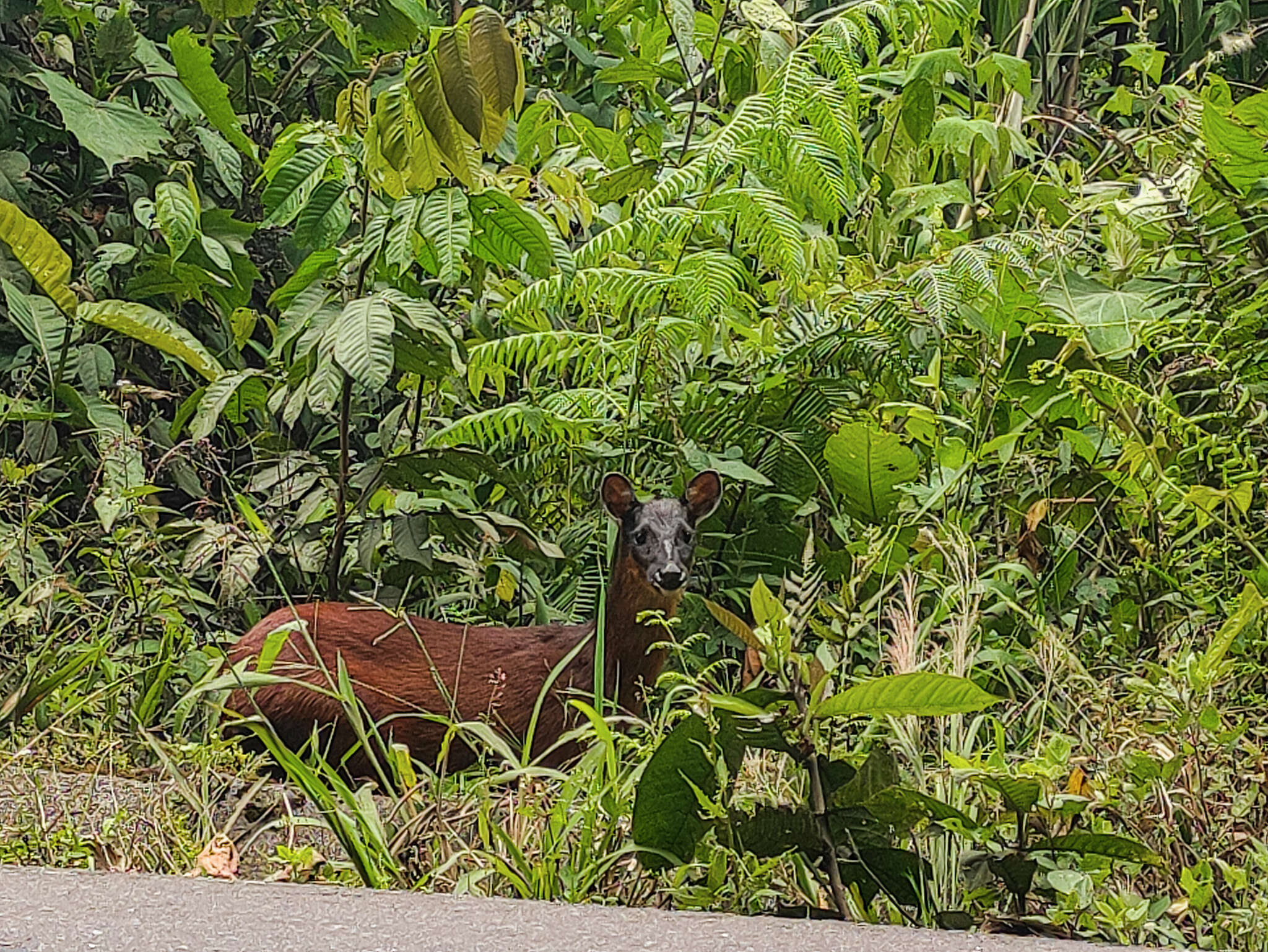 Image of Dwarf Red Brocket