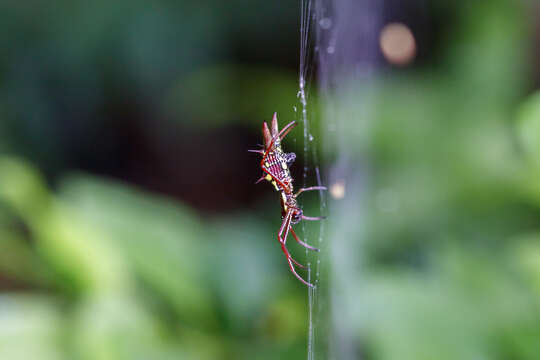 Image of Micrathena spinosa (Linnaeus 1758)