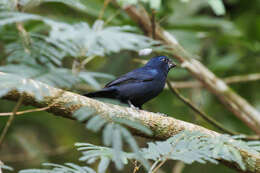 Image of Blue-black Grosbeak