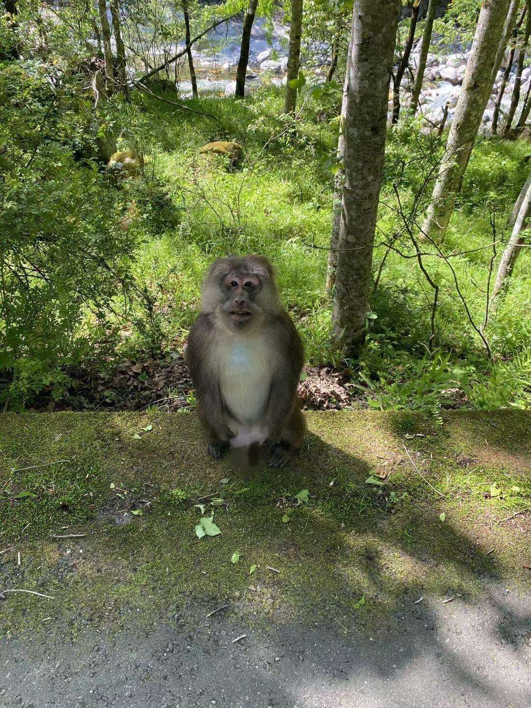 Image of Milne-Edwards’s Macaque