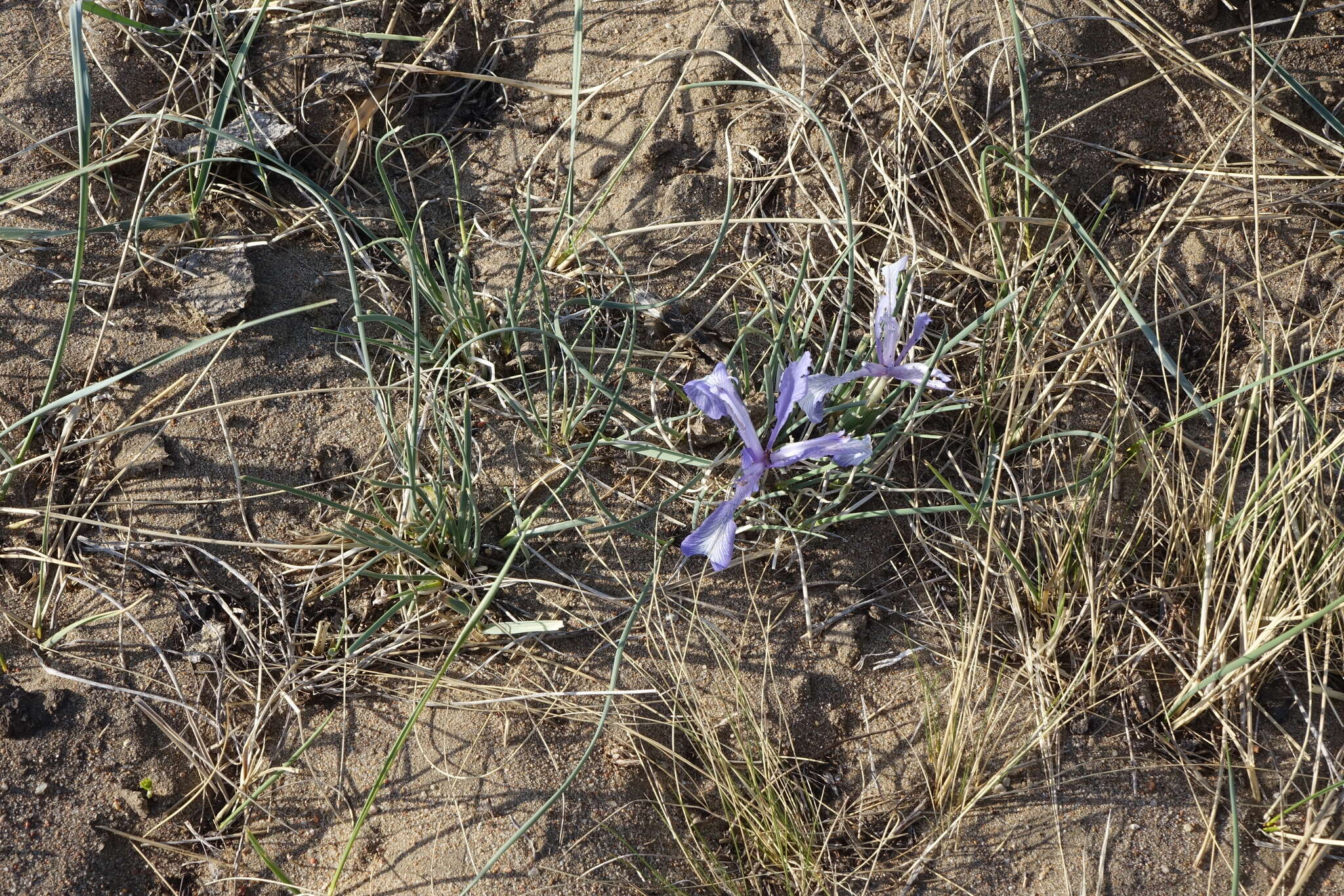 Image of Iris tenuifolia Pall.