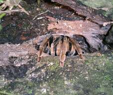 Image of Trinidad Chevron Tarantula