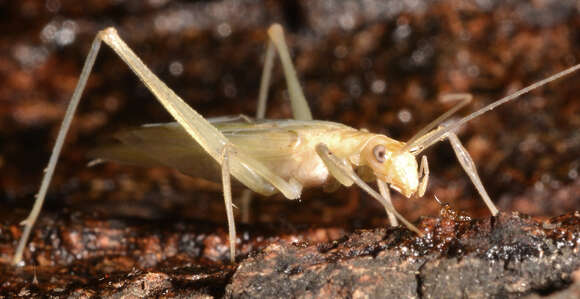 Image of Davis's Tree Cricket