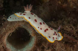 Image de Goniobranchus splendidus (Angas 1864)