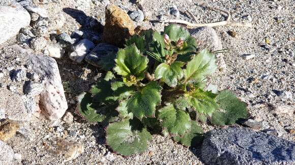 Image of broadleaf gilia