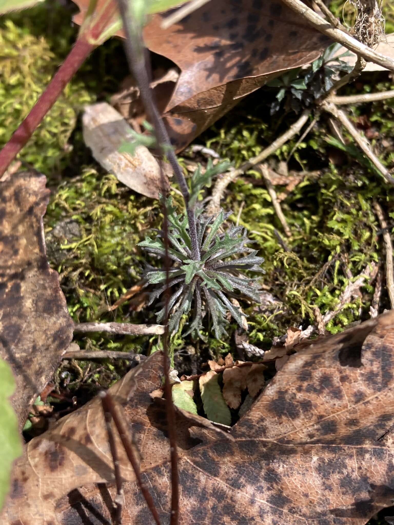 Image of branched draba