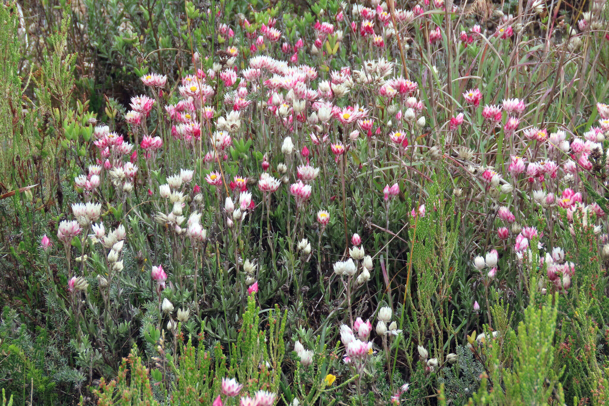 Image of Achyranthemum affine (Less.) N. G. Bergh