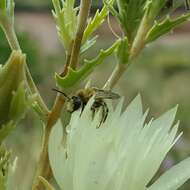 Image of Andrena mentzeliae Cockerell 1897