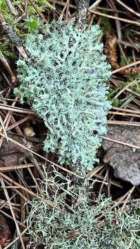 Image of shield lichen