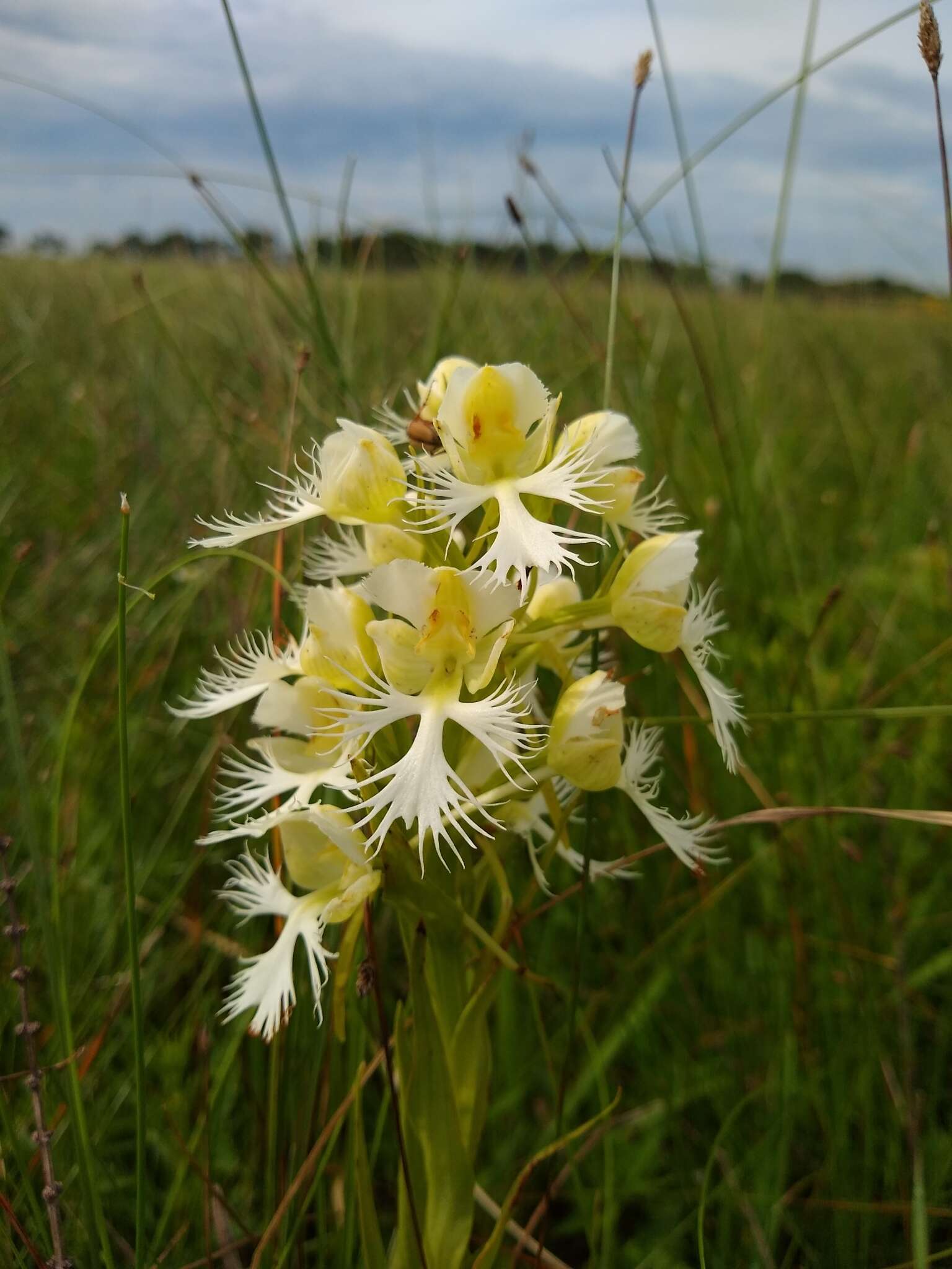 Image of Western prairie fringed orchid