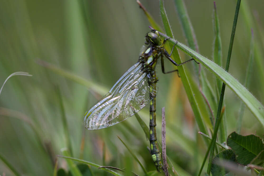 Image of Gomphomacromia paradoxa Brauer 1864