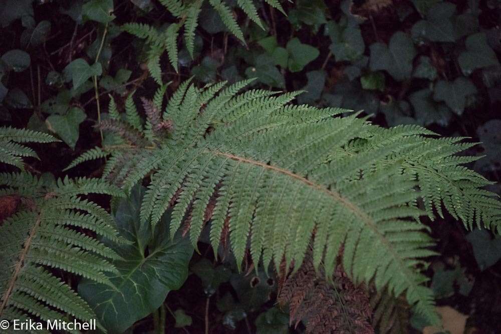 Image of Soft Shield Fern