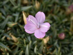 Image of Dianthus subacaulis Vill.