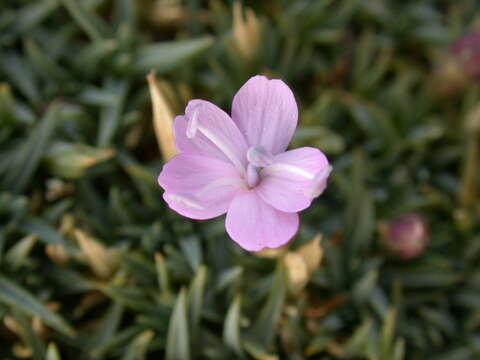 Слика од Dianthus subacaulis Vill.