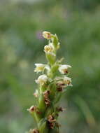 Image of Pseudorchis albida subsp. albida