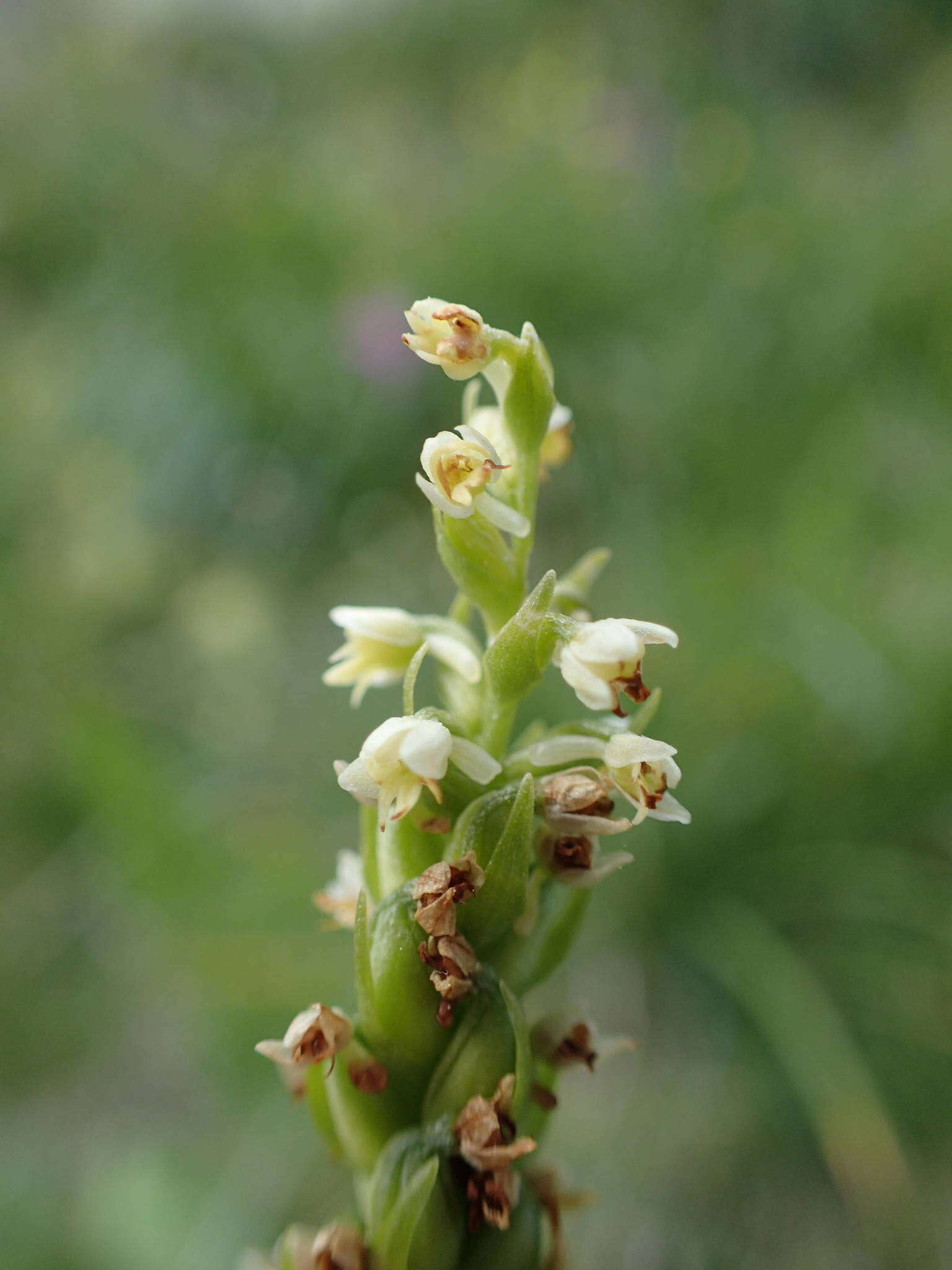 Слика од Pseudorchis albida subsp. albida