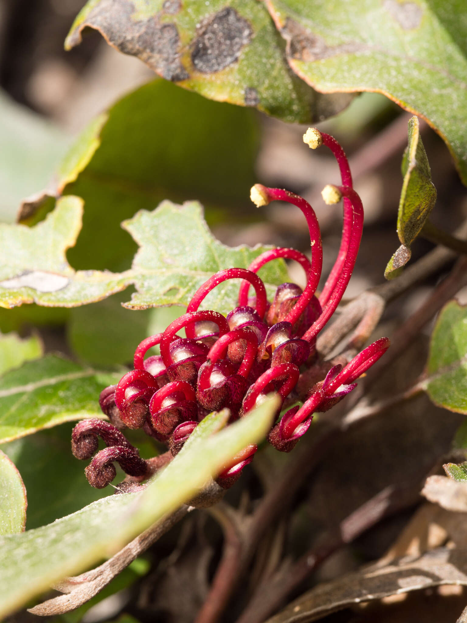 Image of Grevillea laurifolia Sieber ex Meissn.