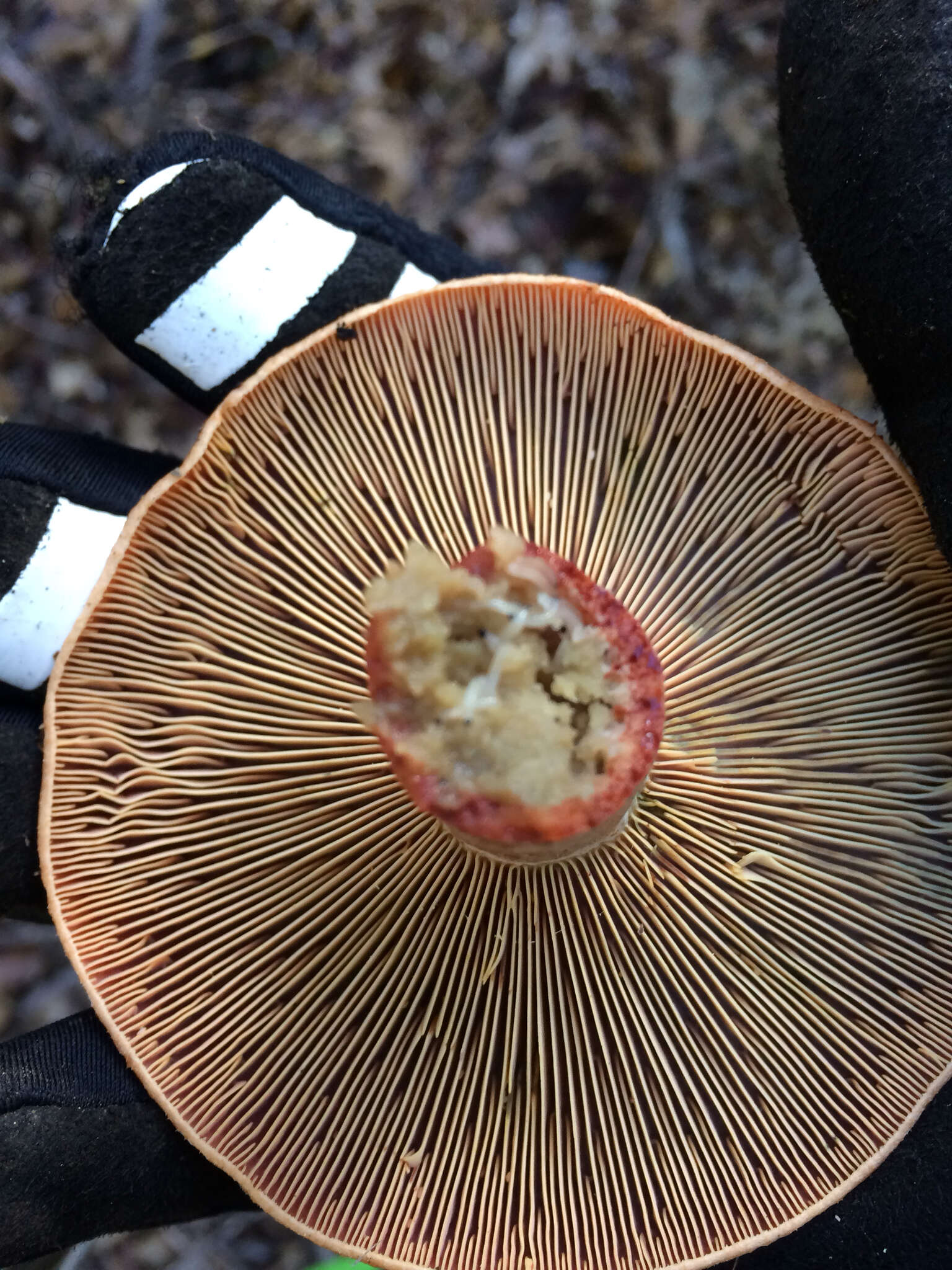 Image of Lactarius rubrilacteus Hesler & A. H. Sm. 1979