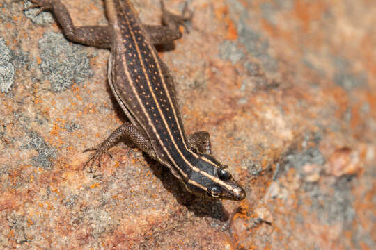 Image of Transvaal Flat Lizard