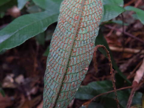 Image of Grypothrix triphylla (Sw.) S. E. Fawc. & A. R. Sm.