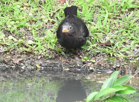 Image of Chinese Blackbird