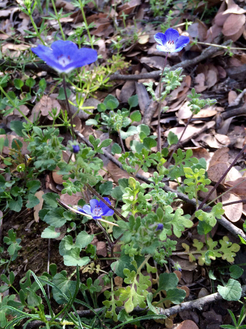 Imagem de Nemophila menziesii Hook. & Arnott