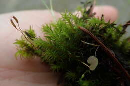 Image of racomitrium moss