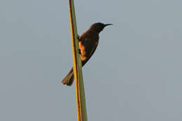 Image of Eastern Dusky Honeyeater