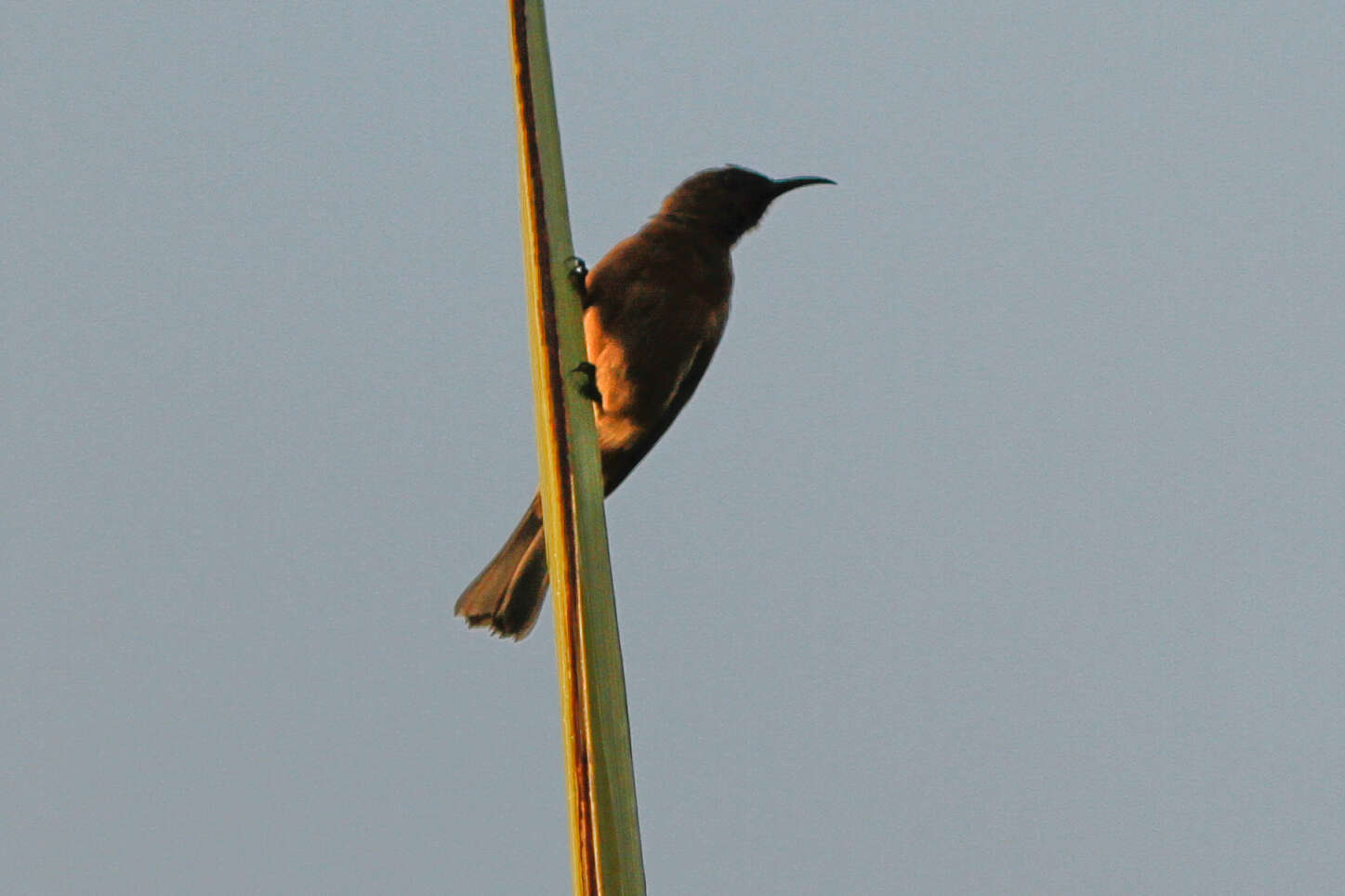 Image of Eastern Dusky Honeyeater