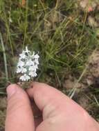 Image de Platanthera nivea (Nutt.) Luer