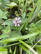 Imagem de Lamium album subsp. barbatum (Siebold & Zucc.) Mennema