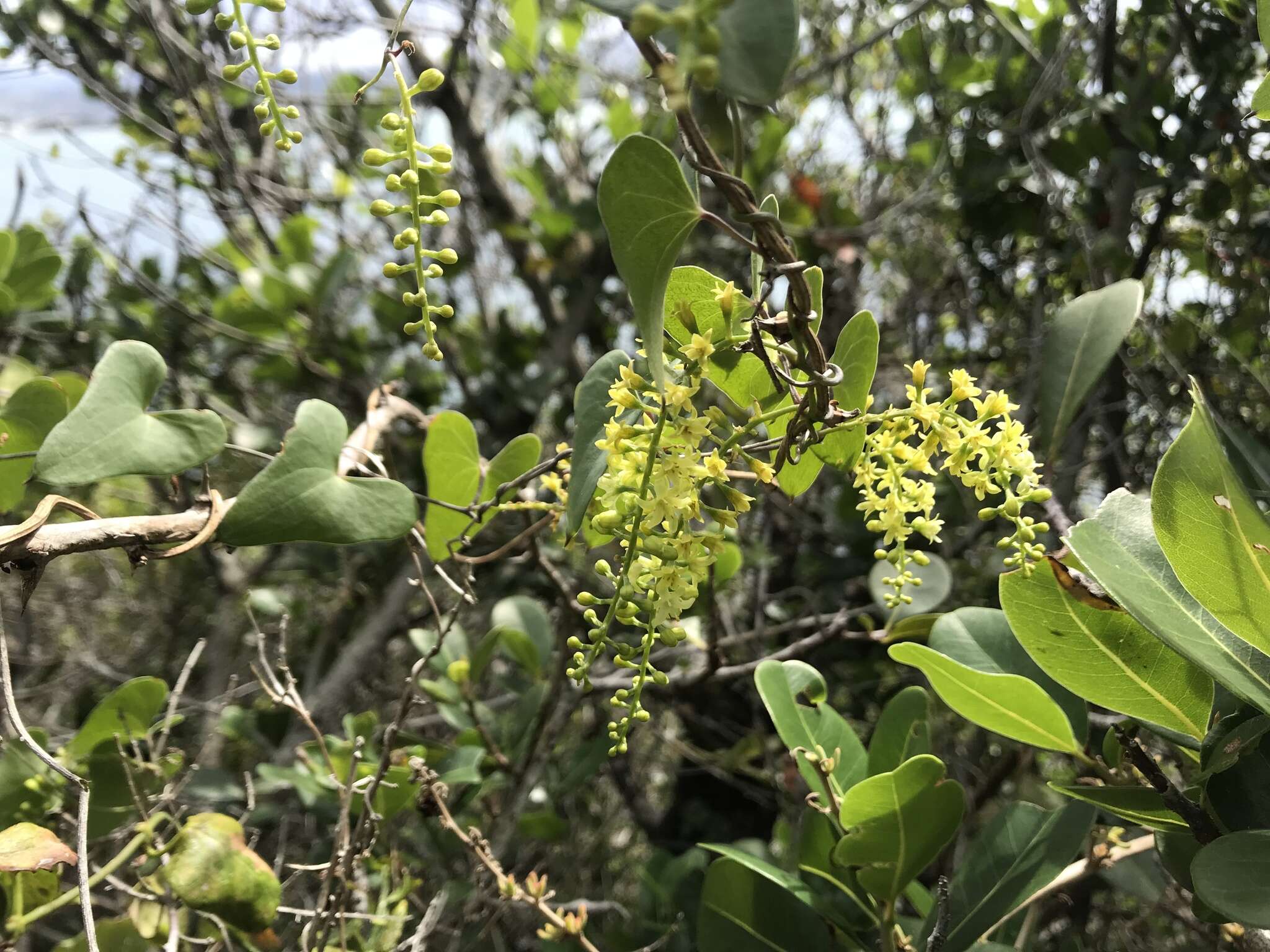 Image of Dioscorea sylvatica Eckl.