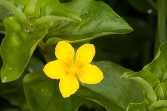 Lysimachia nemorum L. resmi